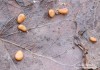 paluška štíhlá (Houby), Typhula phacorrhiza (Fungi)